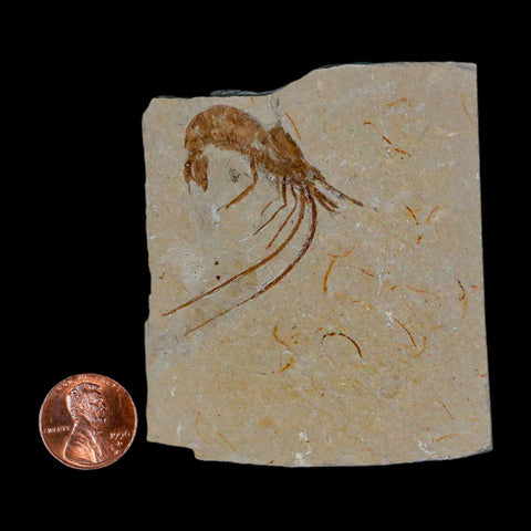 1.7" Fossil Shrimp Carpopenaeus Cretaceous Age 100 Mil Yrs Old Lebanon COA - Fossil Age Minerals