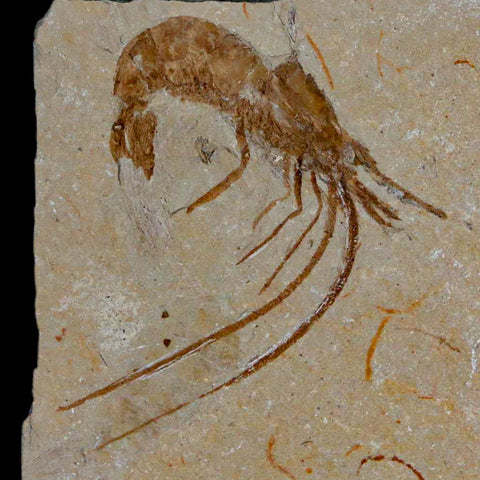 1.7" Fossil Shrimp Carpopenaeus Cretaceous Age 100 Mil Yrs Old Lebanon COA - Fossil Age Minerals