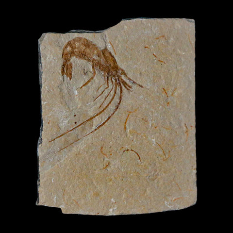 1.7" Fossil Shrimp Carpopenaeus Cretaceous Age 100 Mil Yrs Old Lebanon COA - Fossil Age Minerals