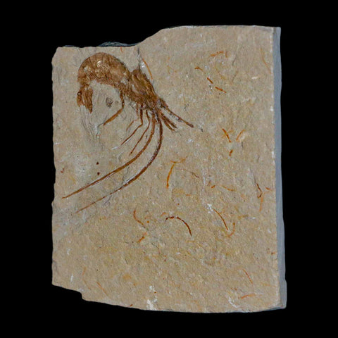 1.7" Fossil Shrimp Carpopenaeus Cretaceous Age 100 Mil Yrs Old Lebanon COA - Fossil Age Minerals