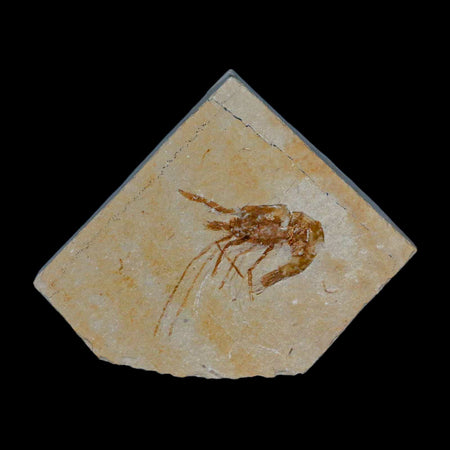 1.3" Fossil Shrimp Carpopenaeus Cretaceous Age 100 Mil Yrs Old Lebanon COA