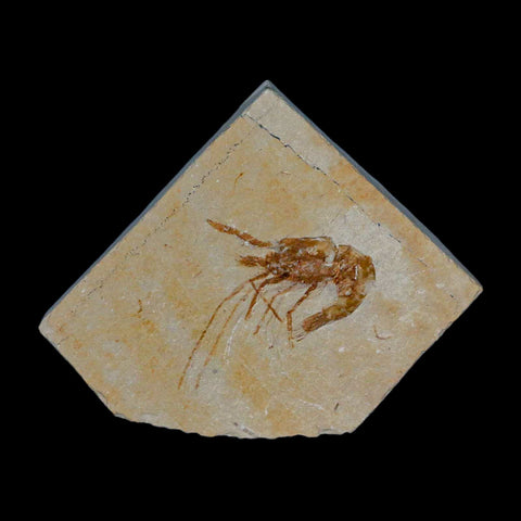 1.3" Fossil Shrimp Carpopenaeus Cretaceous Age 100 Mil Yrs Old Lebanon COA - Fossil Age Minerals