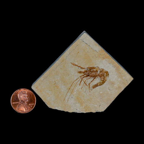 1.3" Fossil Shrimp Carpopenaeus Cretaceous Age 100 Mil Yrs Old Lebanon COA - Fossil Age Minerals