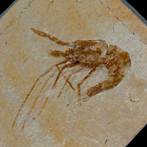 1.3" Fossil Shrimp Carpopenaeus Cretaceous Age 100 Mil Yrs Old Lebanon COA - Fossil Age Minerals