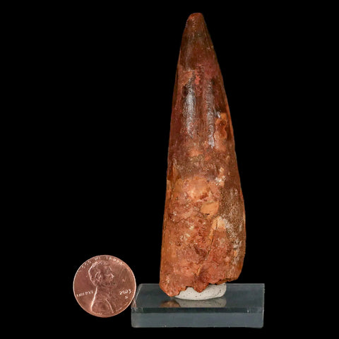 XL 3.3" Spinosaurus Fossil Tooth 100 Million Years Old Cretaceous Dinosaur COA Stand