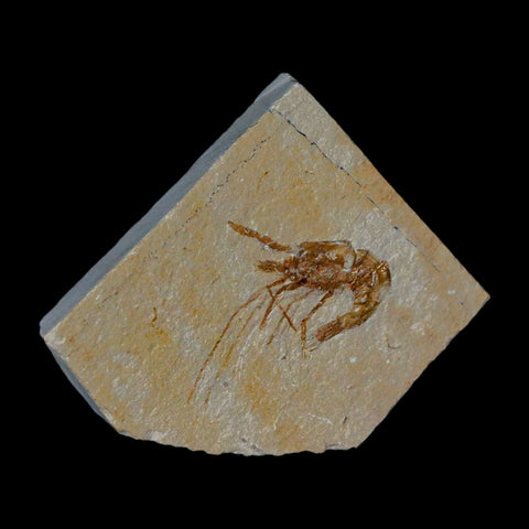 1.3" Fossil Shrimp Carpopenaeus Cretaceous Age 100 Mil Yrs Old Lebanon COA - Fossil Age Minerals