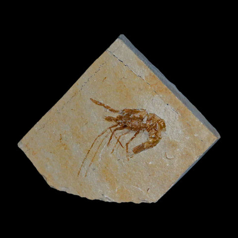 1.3" Fossil Shrimp Carpopenaeus Cretaceous Age 100 Mil Yrs Old Lebanon COA - Fossil Age Minerals