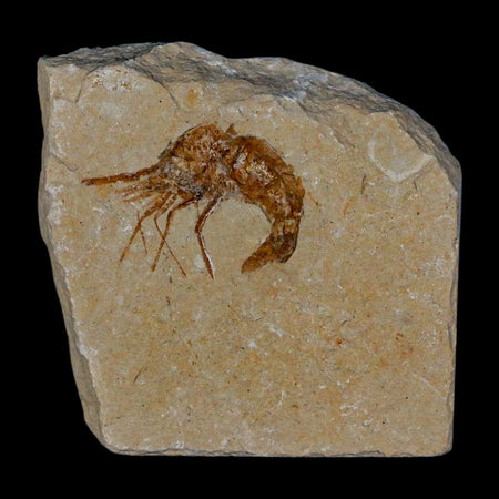 1.2" Fossil Shrimp Carpopenaeus Cretaceous Age 100 Mil Yrs Old Lebanon COA