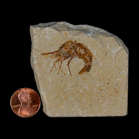 1.2" Fossil Shrimp Carpopenaeus Cretaceous Age 100 Mil Yrs Old Lebanon COA - Fossil Age Minerals