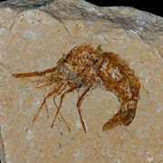 1.2" Fossil Shrimp Carpopenaeus Cretaceous Age 100 Mil Yrs Old Lebanon COA