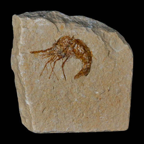 1.2" Fossil Shrimp Carpopenaeus Cretaceous Age 100 Mil Yrs Old Lebanon COA - Fossil Age Minerals