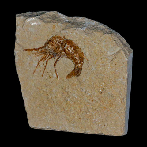 1.2" Fossil Shrimp Carpopenaeus Cretaceous Age 100 Mil Yrs Old Lebanon COA - Fossil Age Minerals