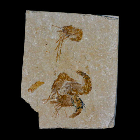 4 Four Fossil Shrimp Carpopenaeus Cretaceous Age 100 Mil Yrs Old Lebanon COA - Fossil Age Minerals