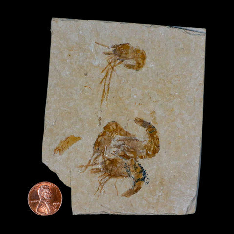 4 Four Fossil Shrimp Carpopenaeus Cretaceous Age 100 Mil Yrs Old Lebanon COA - Fossil Age Minerals