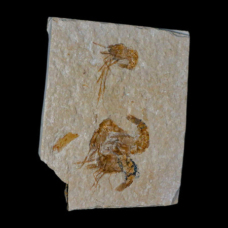 4 Four Fossil Shrimp Carpopenaeus Cretaceous Age 100 Mil Yrs Old Lebanon COA