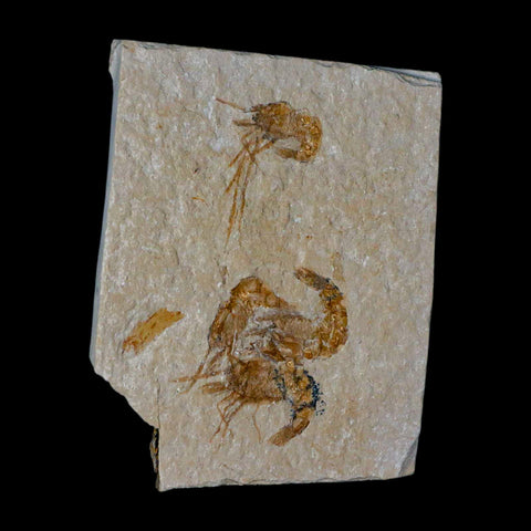 4 Four Fossil Shrimp Carpopenaeus Cretaceous Age 100 Mil Yrs Old Lebanon COA - Fossil Age Minerals