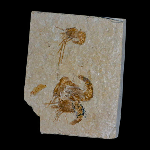 4 Four Fossil Shrimp Carpopenaeus Cretaceous Age 100 Mil Yrs Old Lebanon COA - Fossil Age Minerals