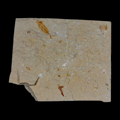 4 Four Fossil Shrimp Carpopenaeus Cretaceous Age 100 Mil Yrs Old Lebanon COA - Fossil Age Minerals