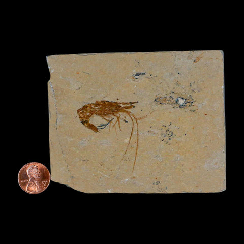 1.6" Fossil Shrimp Carpopenaeus Cretaceous Age 100 Mil Yrs Old Lebanon COA - Fossil Age Minerals