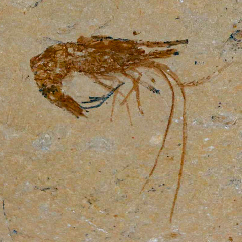 1.6" Fossil Shrimp Carpopenaeus Cretaceous Age 100 Mil Yrs Old Lebanon COA - Fossil Age Minerals