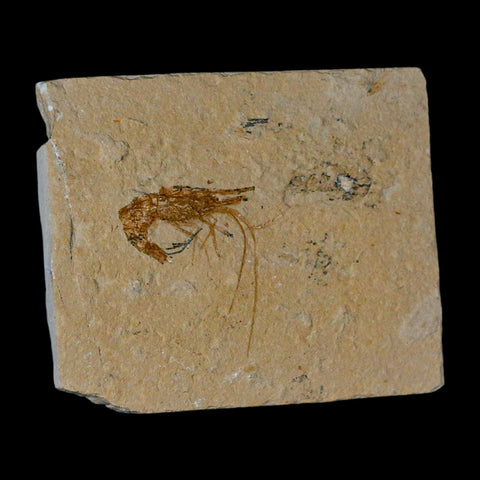 1.6" Fossil Shrimp Carpopenaeus Cretaceous Age 100 Mil Yrs Old Lebanon COA - Fossil Age Minerals