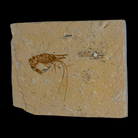 1.6" Fossil Shrimp Carpopenaeus Cretaceous Age 100 Mil Yrs Old Lebanon COA - Fossil Age Minerals