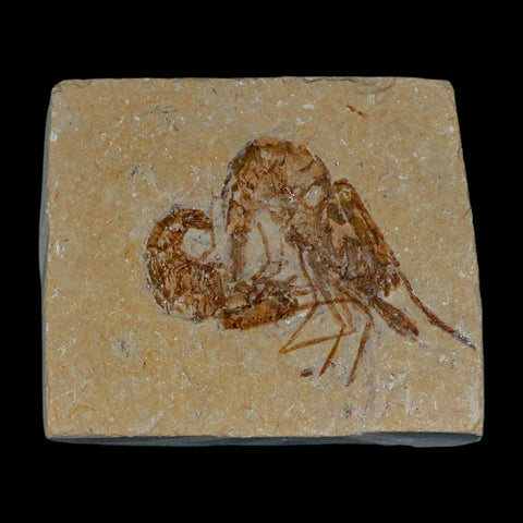 2 Two" Fossil Shrimp Carpopenaeus Cretaceous Age 100 Mil Yrs Old Lebanon COA - Fossil Age Minerals