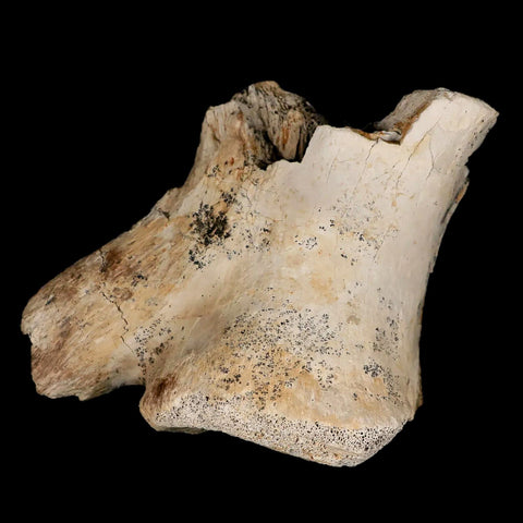 3.9" Tyrannosaurus Rex Fossil Vertebrae Bone Dinosaur Hell Creek South Dakota COA - Fossil Age Minerals