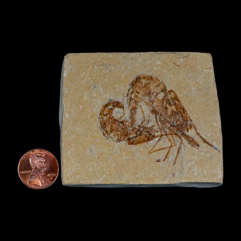 2 Two" Fossil Shrimp Carpopenaeus Cretaceous Age 100 Mil Yrs Old Lebanon COA - Fossil Age Minerals