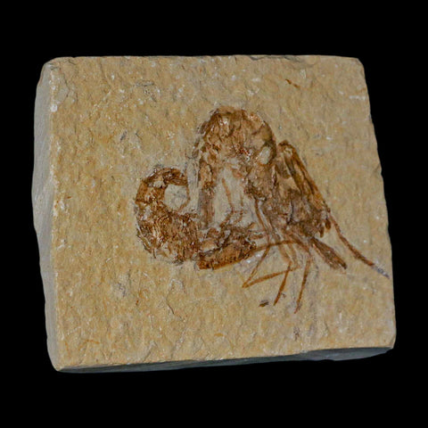 2 Two" Fossil Shrimp Carpopenaeus Cretaceous Age 100 Mil Yrs Old Lebanon COA - Fossil Age Minerals