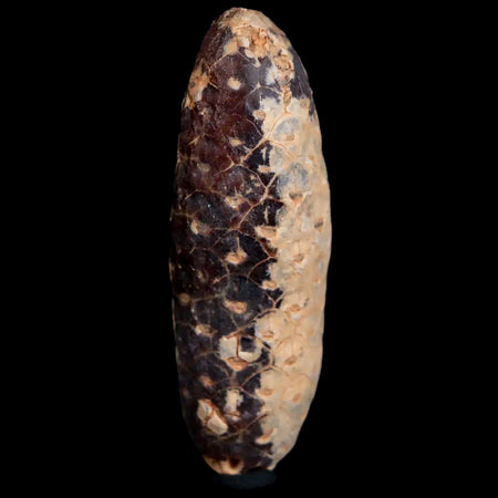 1.9" Fossil Pine Cone Equicalastrobus Replaced By Agate Eocene Age Seeds Fruit