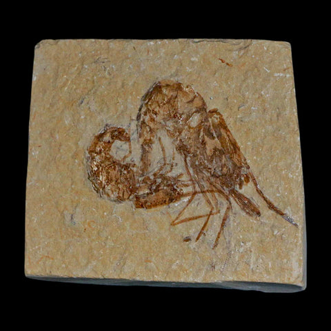 2 Two" Fossil Shrimp Carpopenaeus Cretaceous Age 100 Mil Yrs Old Lebanon COA - Fossil Age Minerals