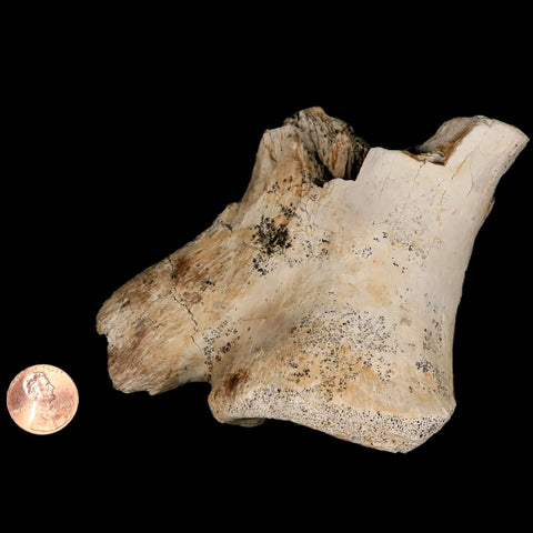 3.9" Tyrannosaurus Rex Fossil Vertebrae Bone Dinosaur Hell Creek South Dakota COA - Fossil Age Minerals