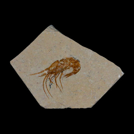 1.4" Fossil Shrimp Carpopenaeus Cretaceous Age 100 Mil Yrs Old Lebanon COA