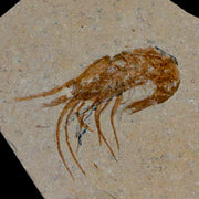 1.4" Fossil Shrimp Carpopenaeus Cretaceous Age 100 Mil Yrs Old Lebanon COA