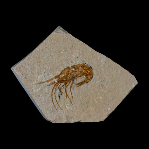 1.4" Fossil Shrimp Carpopenaeus Cretaceous Age 100 Mil Yrs Old Lebanon COA - Fossil Age Minerals