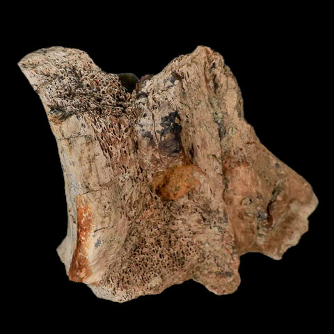 3.9" Tyrannosaurus Rex Fossil Vertebrae Bone Dinosaur Hell Creek South Dakota COA - Fossil Age Minerals