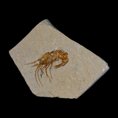 1.4" Fossil Shrimp Carpopenaeus Cretaceous Age 100 Mil Yrs Old Lebanon COA - Fossil Age Minerals