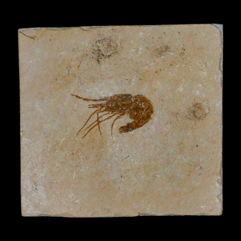 1.3" Fossil Shrimp Carpopenaeus Cretaceous Age 100 Mil Yrs Old Lebanon COA - Fossil Age Minerals