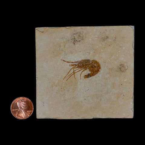 1.3" Fossil Shrimp Carpopenaeus Cretaceous Age 100 Mil Yrs Old Lebanon COA - Fossil Age Minerals