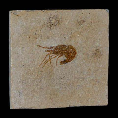 1.3" Fossil Shrimp Carpopenaeus Cretaceous Age 100 Mil Yrs Old Lebanon COA - Fossil Age Minerals