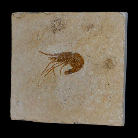 1.3" Fossil Shrimp Carpopenaeus Cretaceous Age 100 Mil Yrs Old Lebanon COA - Fossil Age Minerals