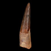 XL 3.6" Spinosaurus Fossil Tooth 100 Million Years Old Cretaceous Dinosaur COA