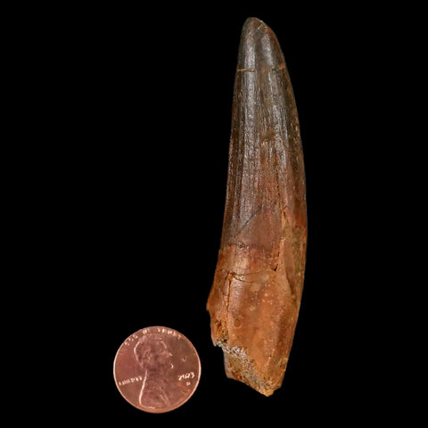 XL 3.3" Spinosaurus Fossil Tooth 100 Million Years Old Cretaceous Dinosaur COA - Fossil Age Minerals