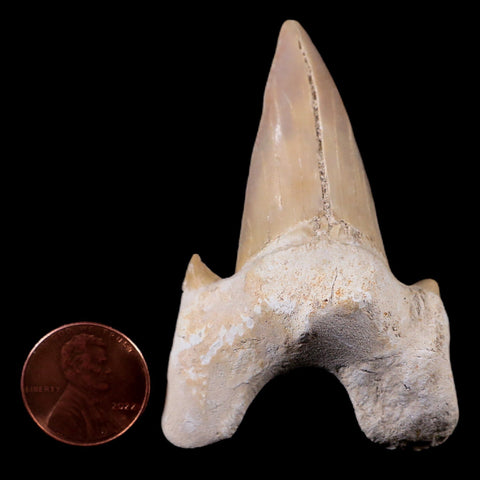 2.6" Otodus Obliquus Shark Fossil Tooth Specimen Oued Zem Morocco COA - Fossil Age Minerals