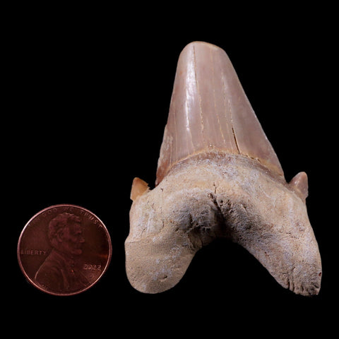 2" Otodus Obliquus Shark Fossil Tooth Specimen Oued Zem Morocco COA - Fossil Age Minerals