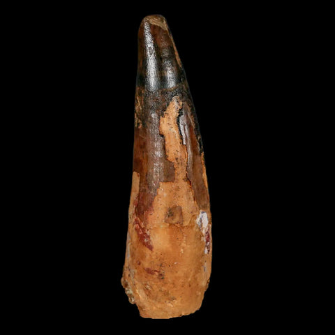 XL 3.5" Spinosaurus Fossil Tooth 100 Million Years Old Cretaceous Dinosaur COA