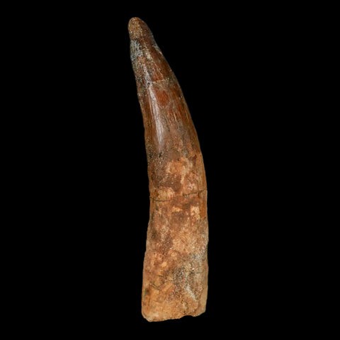 XL 3.5" Spinosaurus Fossil Tooth 100 Million Years Old Cretaceous Dinosaur COA Stand - Fossil Age Minerals