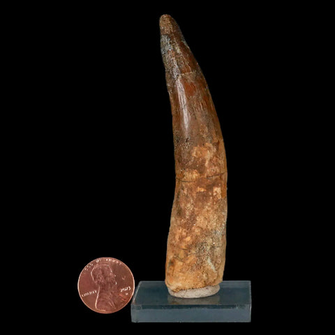 XL 3.5" Spinosaurus Fossil Tooth 100 Million Years Old Cretaceous Dinosaur COA Stand - Fossil Age Minerals