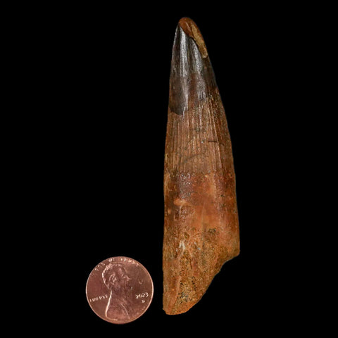 XL 3.3" Spinosaurus Fossil Tooth 100 Million Years Old Cretaceous Dinosaur COA